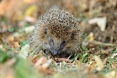 《街头霸王6》“卢克”角色介绍视频